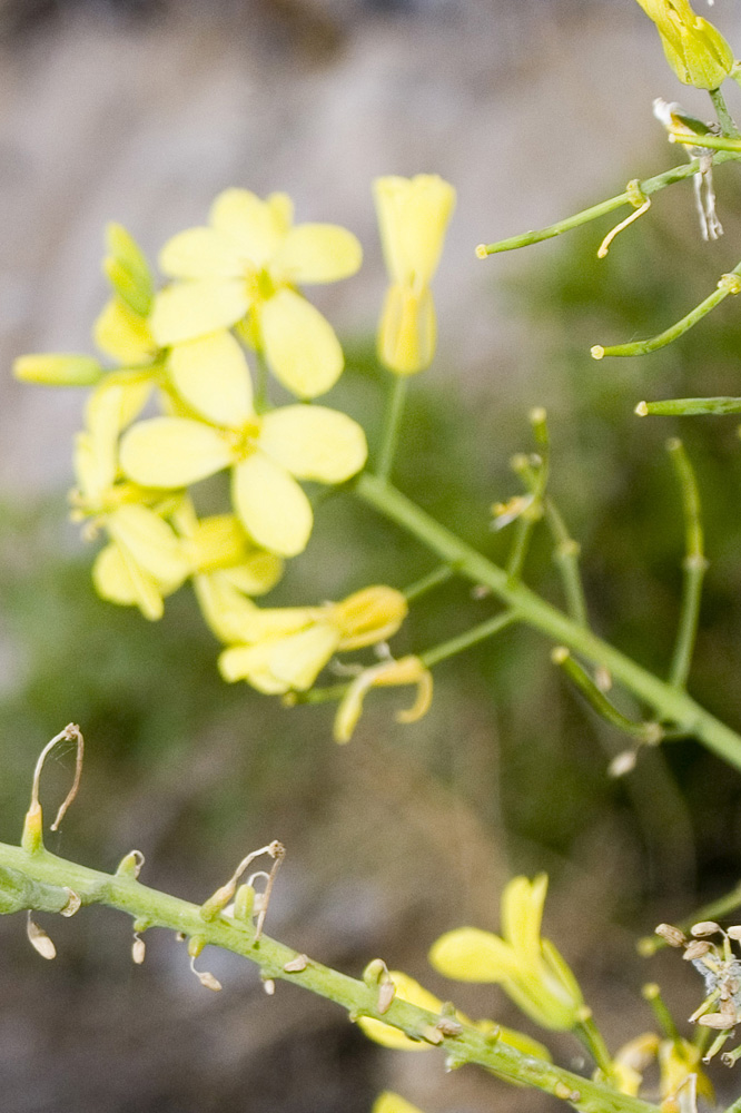 Ossessione disturbo.